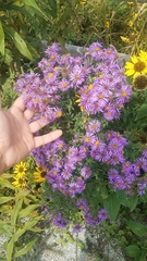 Symphyotrichum novae-angliae