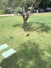 Columba livia domestica