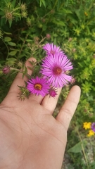 Symphyotrichum novae-angliae