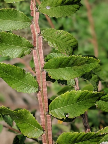 Photograph of Oreoptelea