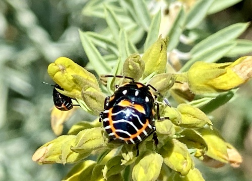 iNaturalist observation photo of Harlequin Bug