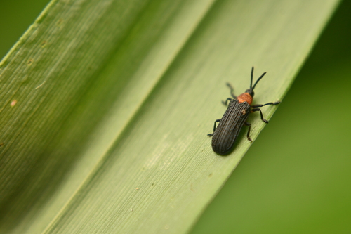 Chalepus bicolor photo 5