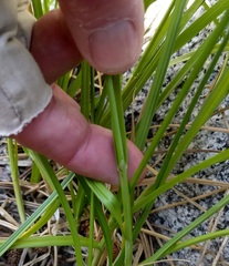 Carex fracta