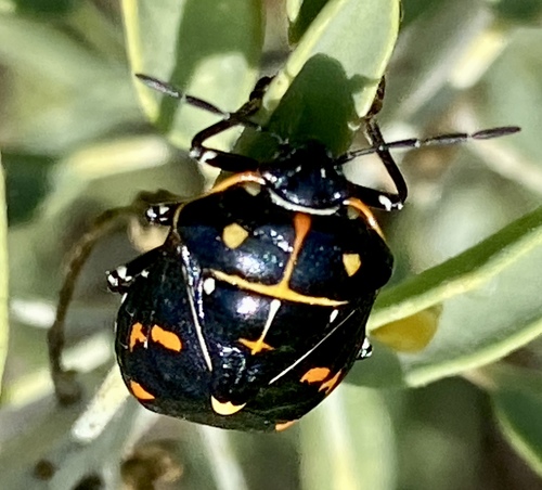 iNaturalist observation photo of Harlequin Bug