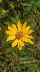Heliopsis helianthoides
