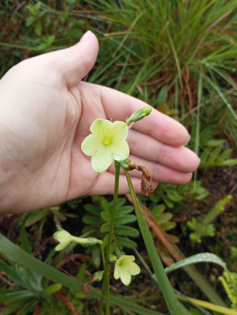 Helia brevifolia