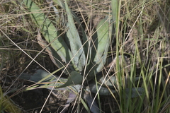 Ledebouria marginata