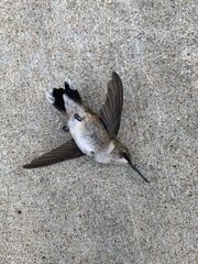 Archilochus colubris