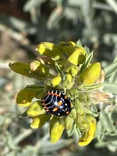 iNaturalist observation photo of Harlequin Bug