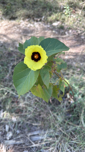 Thespesia thespesioides observed 2025-06-04