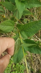 Heliopsis helianthoides
