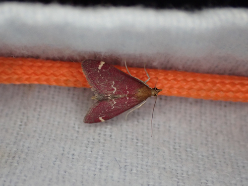 Elegant Pyrausta photo 3