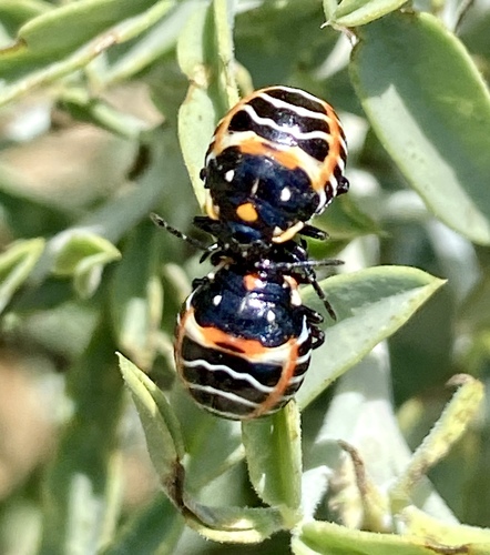 iNaturalist observation photo of Harlequin Bug