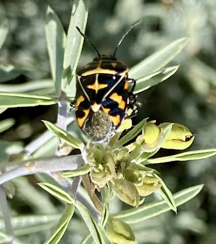 iNaturalist observation photo of Harlequin Bug