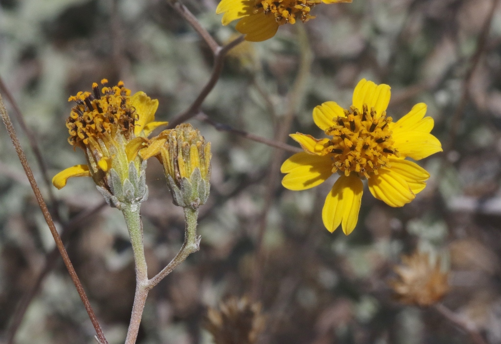 Bahiopsis microphylla