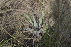 Ledebouria marginata