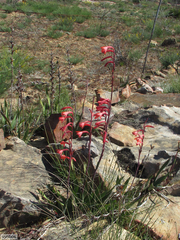 Watsonia vanderspuyae