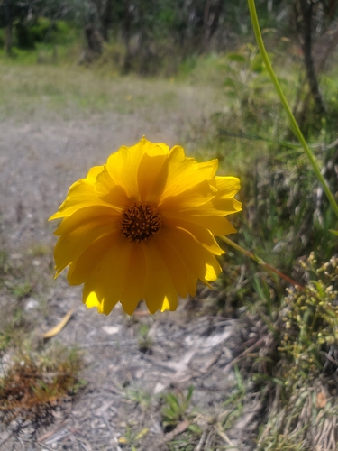 Coreopsis lanceolata observed 2025-06-04
