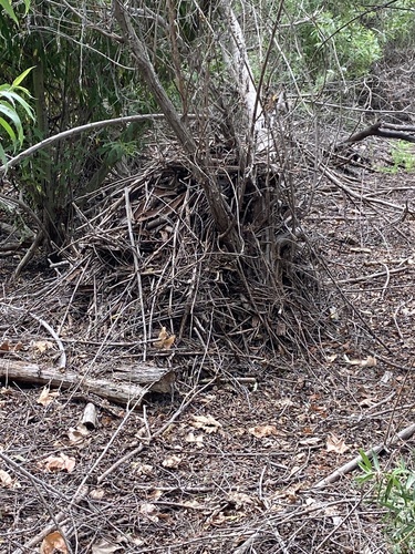 iNaturalist observation photo of Woodrats