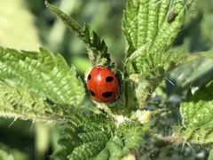 Coccinella magnifica