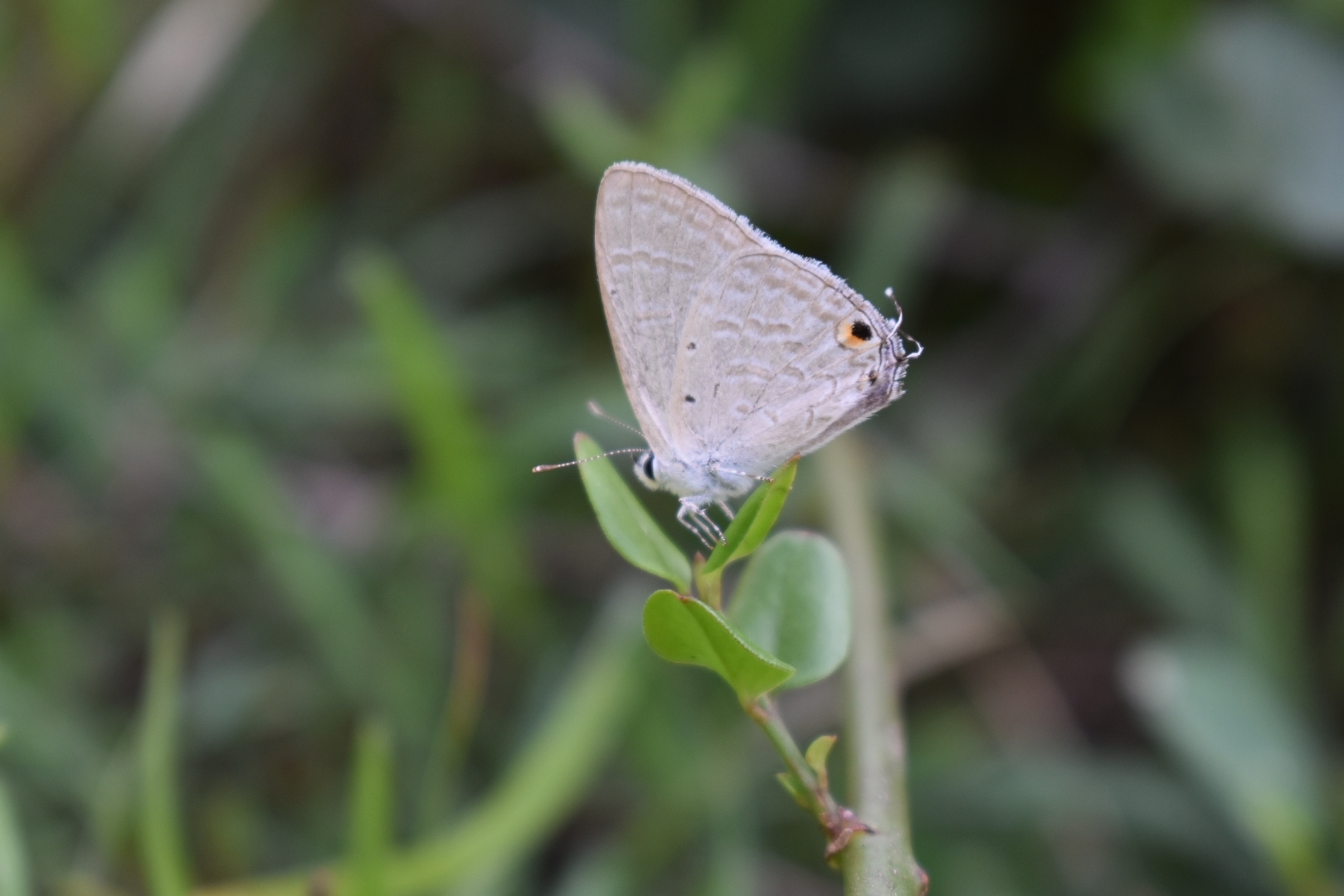 Forget-Me-Not