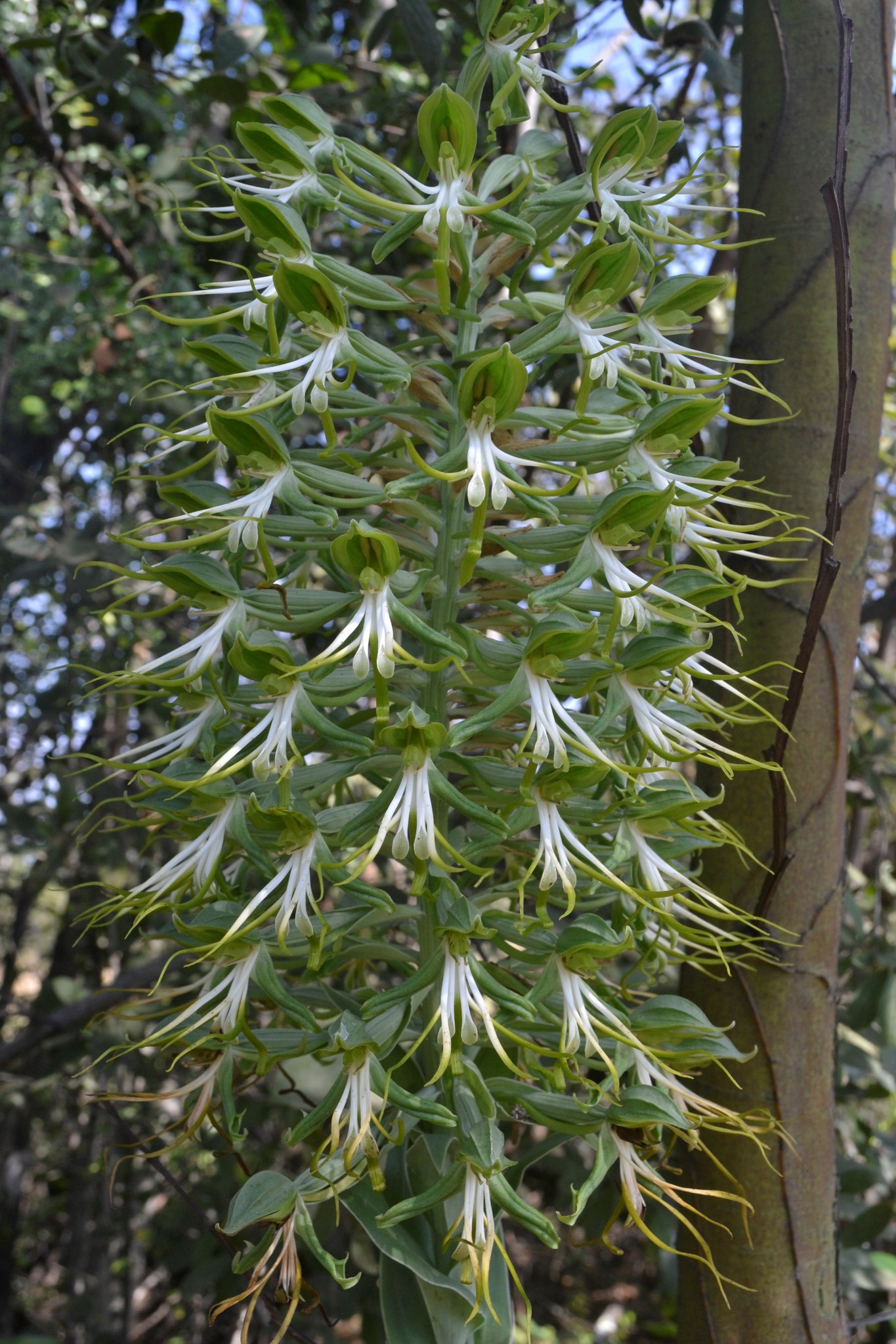 Bonatea