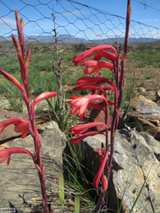 Watsonia vanderspuyae