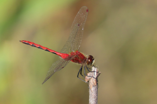 White-faced Meadowhawk