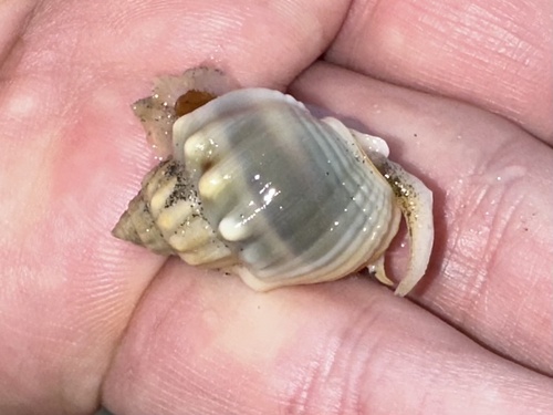 Nassarius arcularius observed 2025-06-05