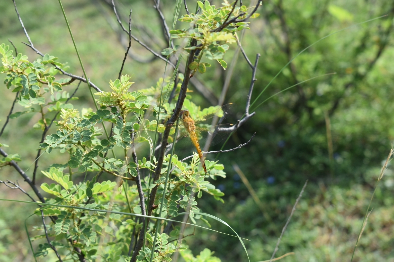 Globe Skimmer