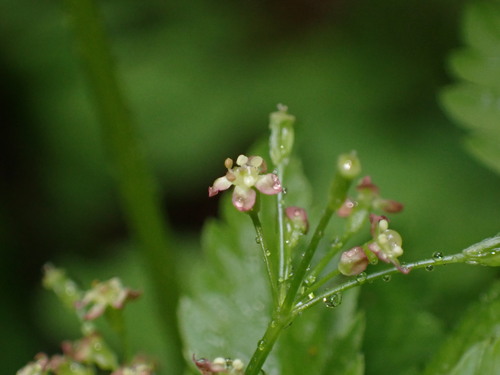 Purple Sweet-cicely (Osmorhiza purpurea)