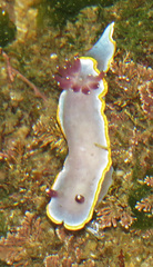 Felimida purpurea