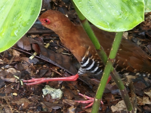 Red-legged Crake (Rallina fasciata), photo 5