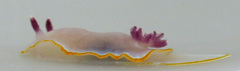 Felimida purpurea