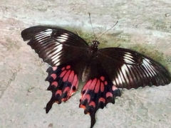 Papilio polytes romulus