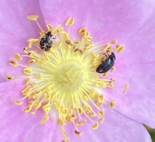 iNaturalist observation photo of Anthrenus lepidus