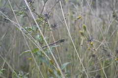 Zosteraeschna minuscula