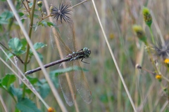 Zosteraeschna minuscula