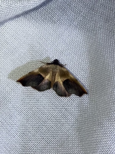 Purple Plagodis Moth photo 5