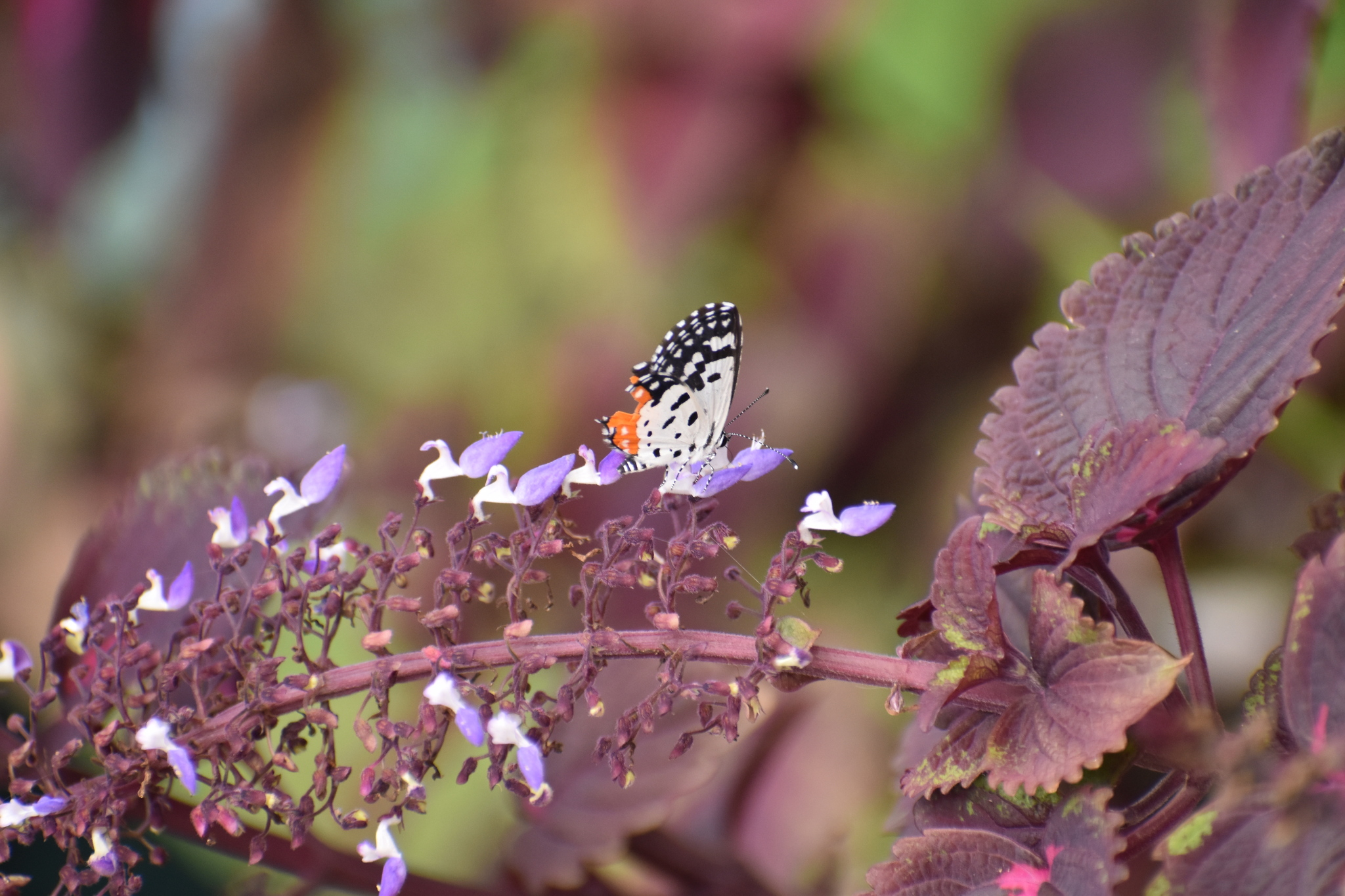 Red Pierrot