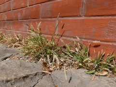 Setaria viridis