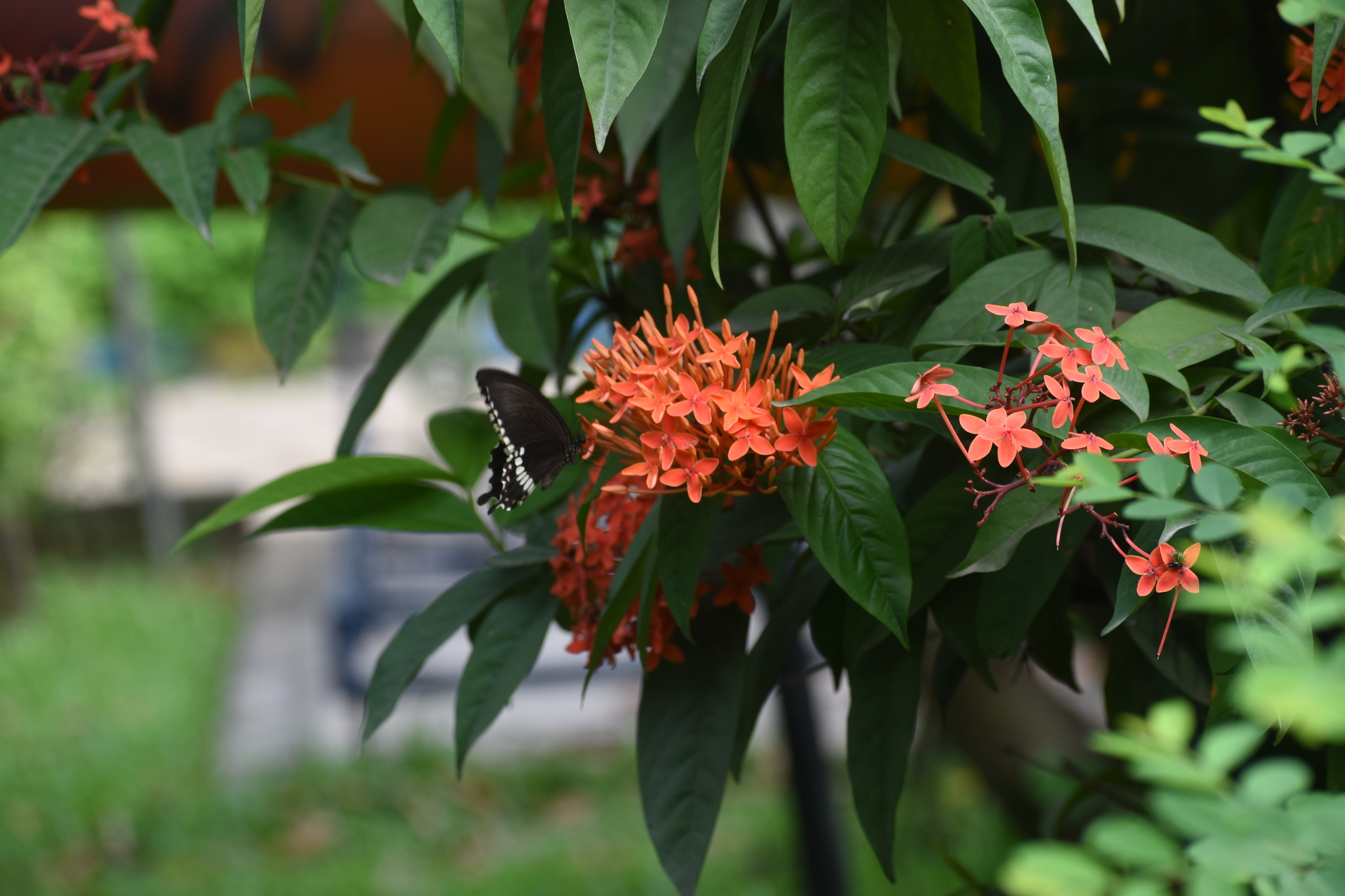 Common Mormon