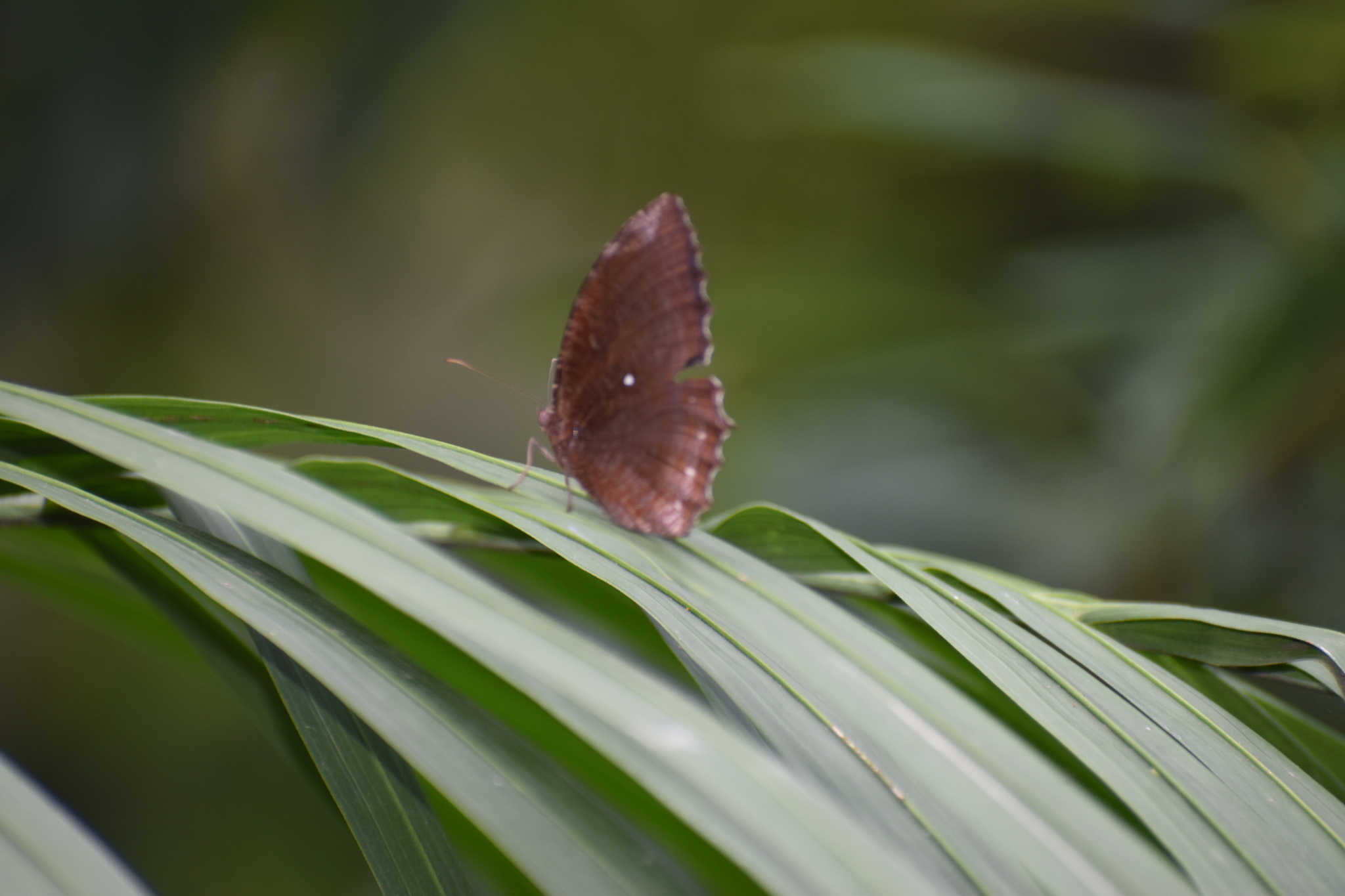 Common Palmfly
