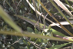 Zosteraeschna minuscula