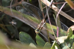 Zosteraeschna minuscula