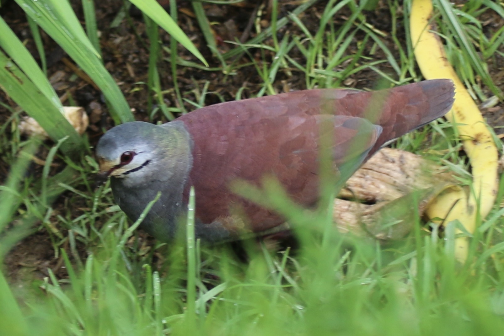 Buff-fronted Quail-Dove (Zentrygon costaricensis), photo 4