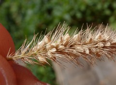 Setaria viridis