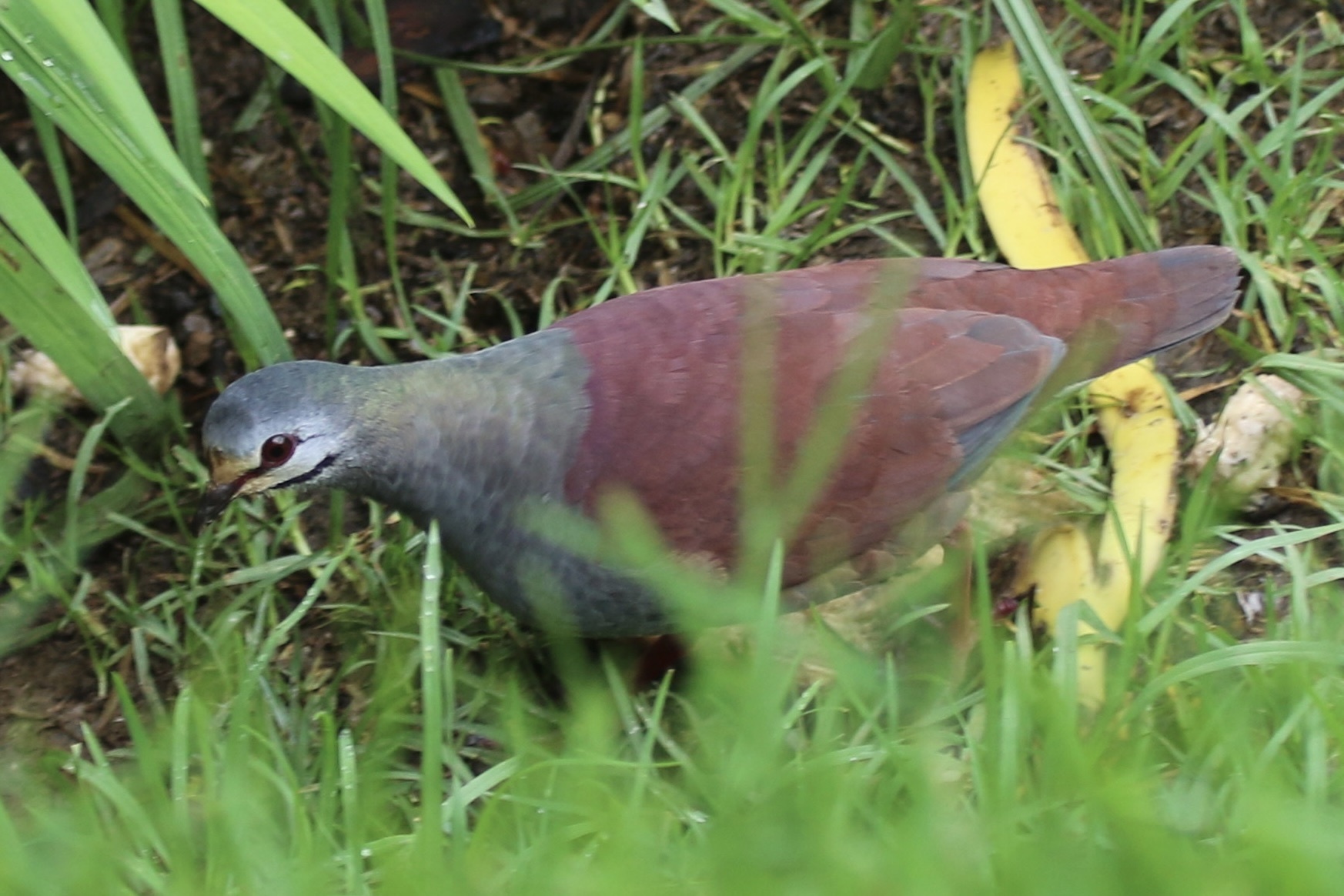 Buff-fronted Quail-Dove (Zentrygon costaricensis), photo 5
