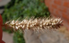 Setaria viridis