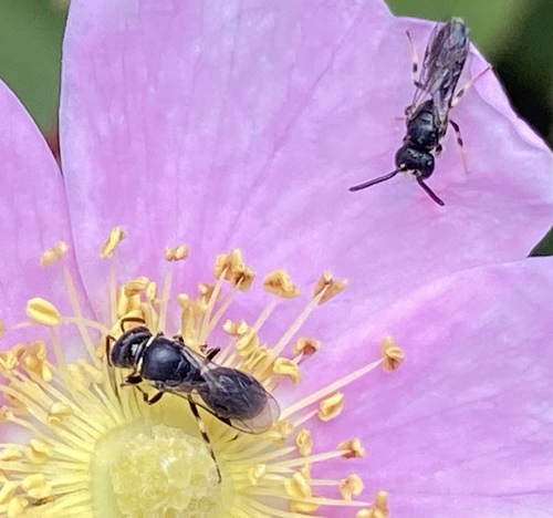 iNaturalist observation photo of Mesilla Masked Bee